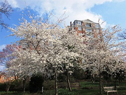 wardman Park Hotel with Cherry Blossoms